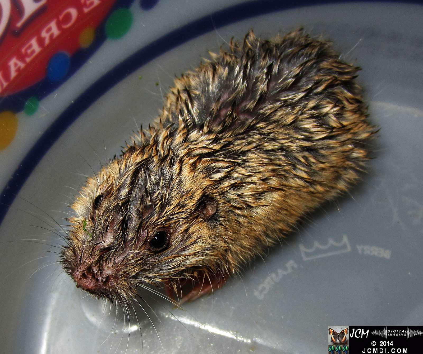 Pocket Gopher Catch and Release close-up